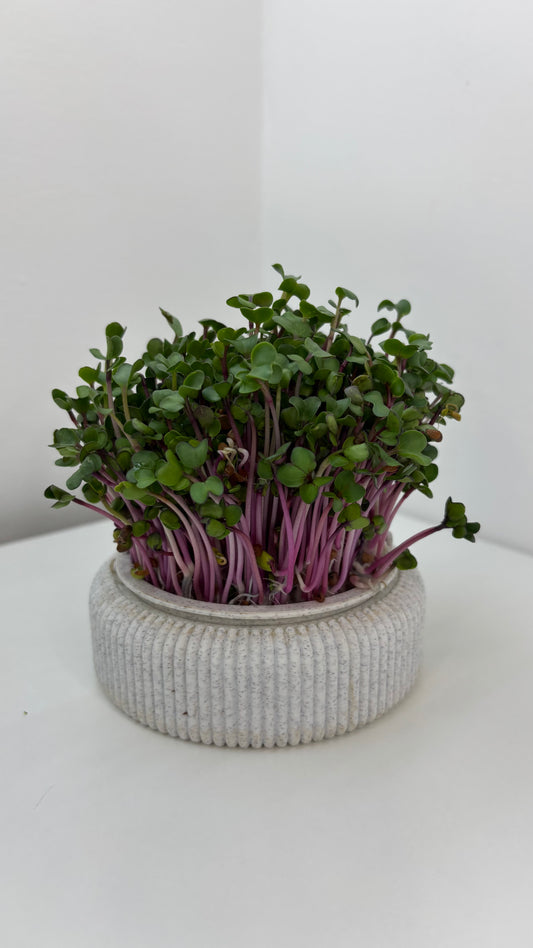 Microgreens Growing Kit